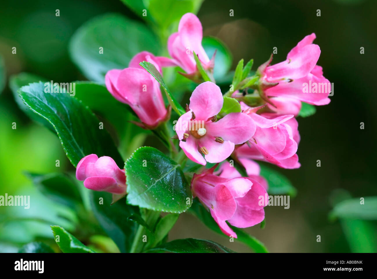 Pink flowerhead of Escallonia shrub in bloom in Summer, UK Stock Photo