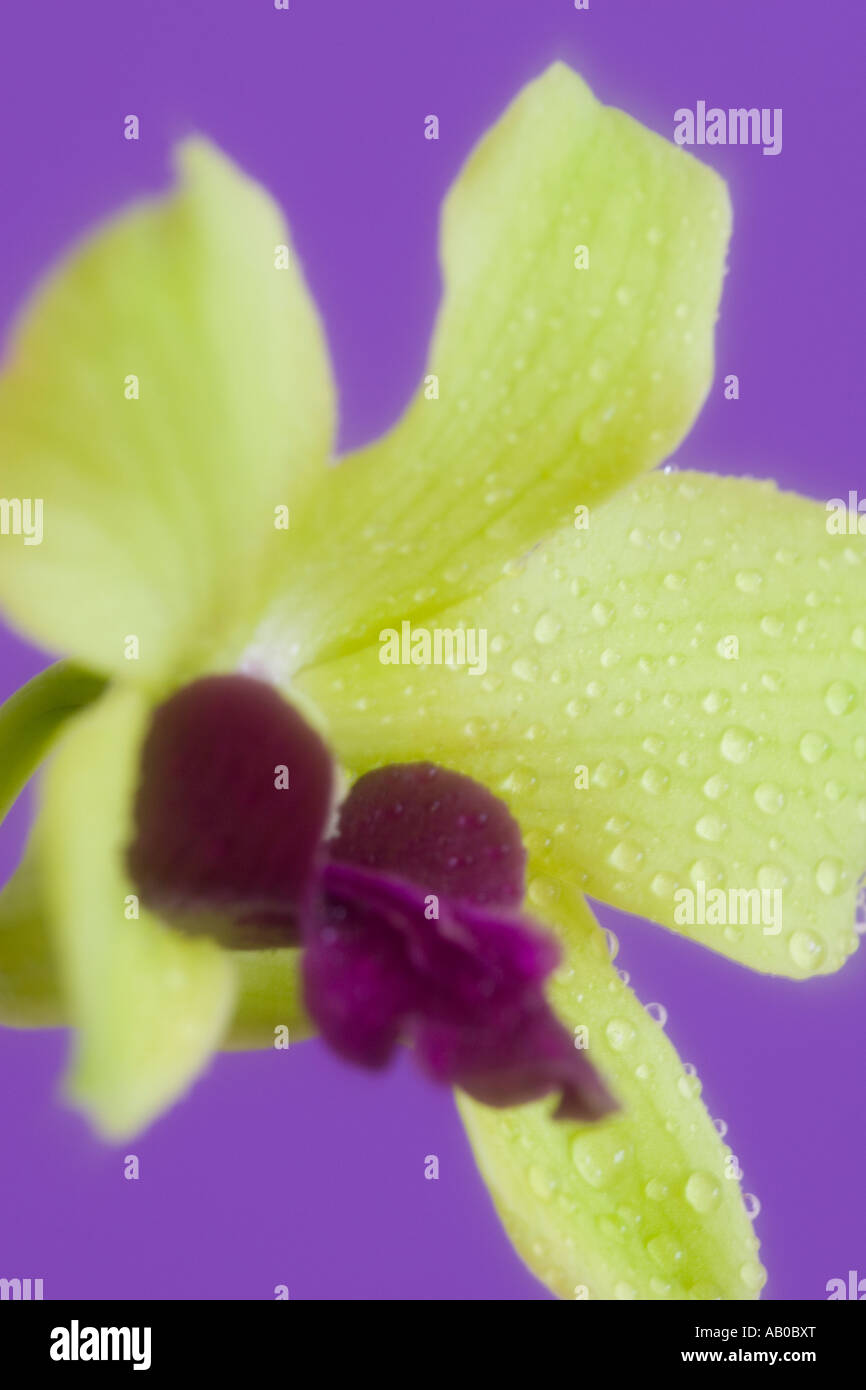 A single Orchid Dendrobium Phalaenopsis soft focus with water droplets Stock Photo