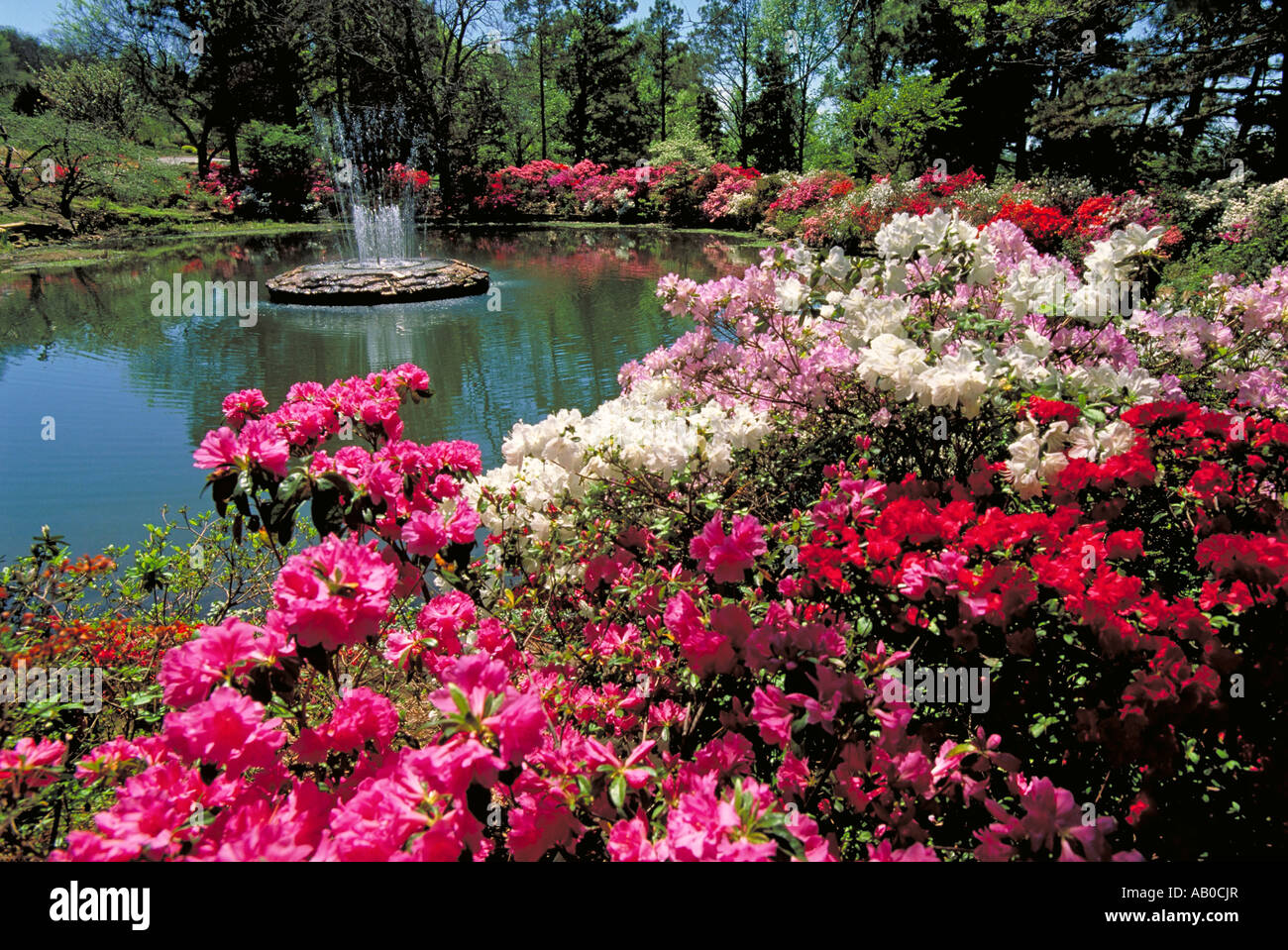 Elk279 1475 Oklahoma Muskogee Honor Heights Park Azalea Festival Stock