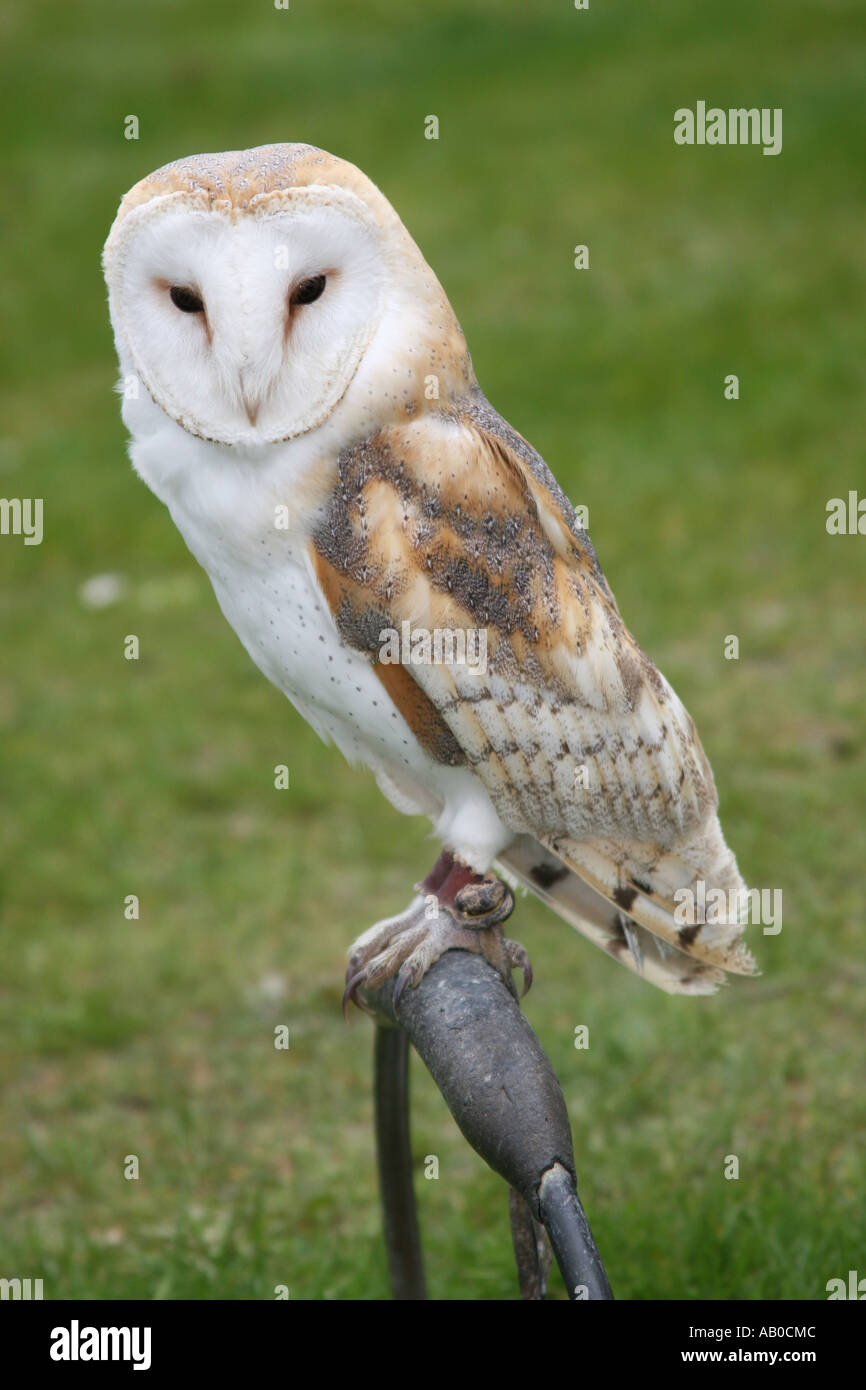 Barn Owl on perch at bird of prey sanctuary. Tytonidae ...