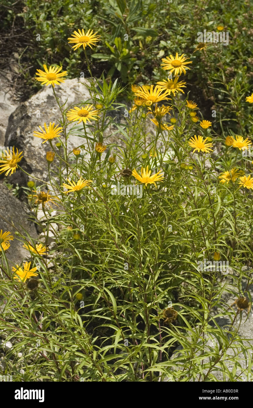 Yellow flowers of sunwheel, yellow ox-eye - Buphthalmum salicifolium. Stock Photo