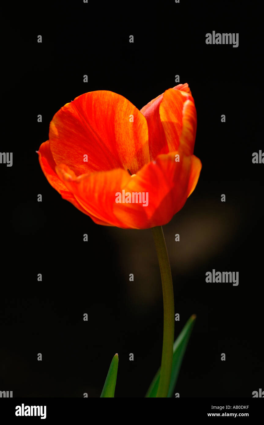 Tulip head design hi-res stock photography and images - Alamy