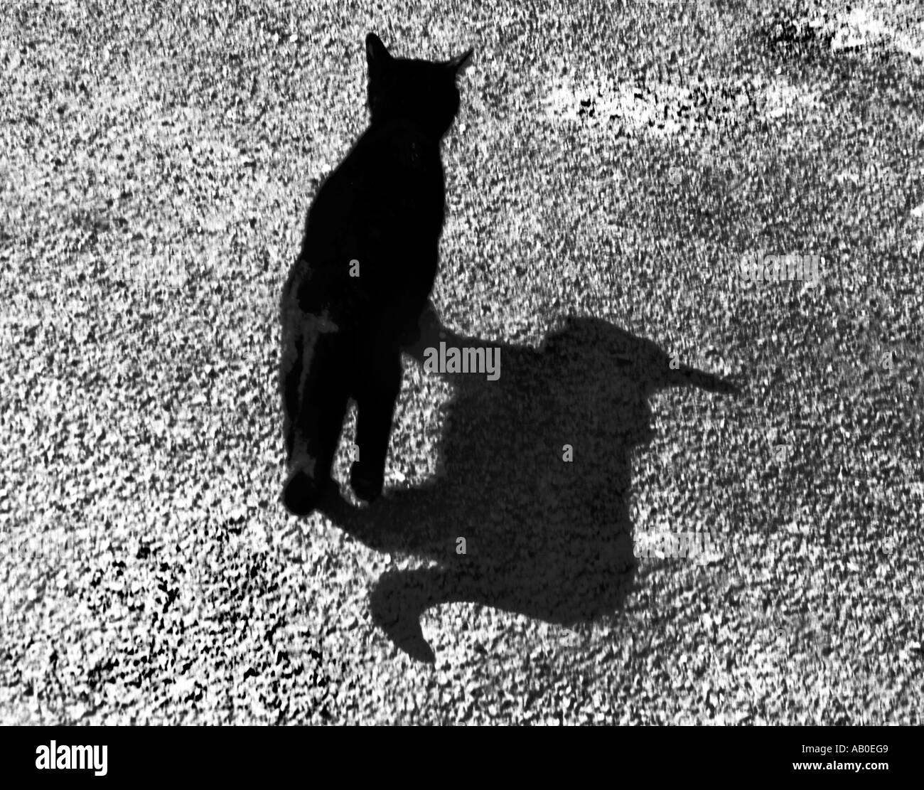 Cat Walk Stock Photo - Alamy