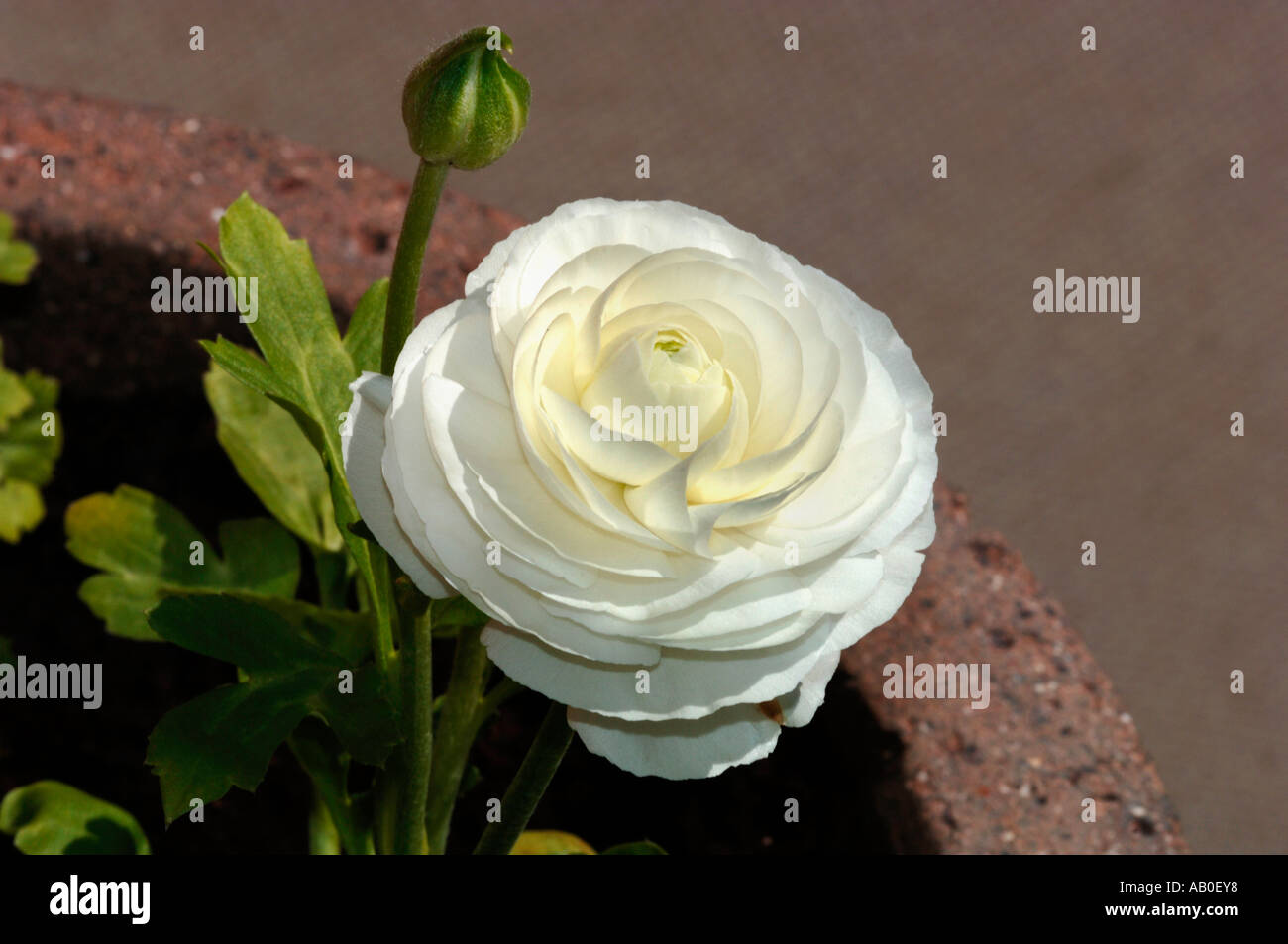 Single White Ranunculus White ranunculus hi-res stock photography and images - Alamy