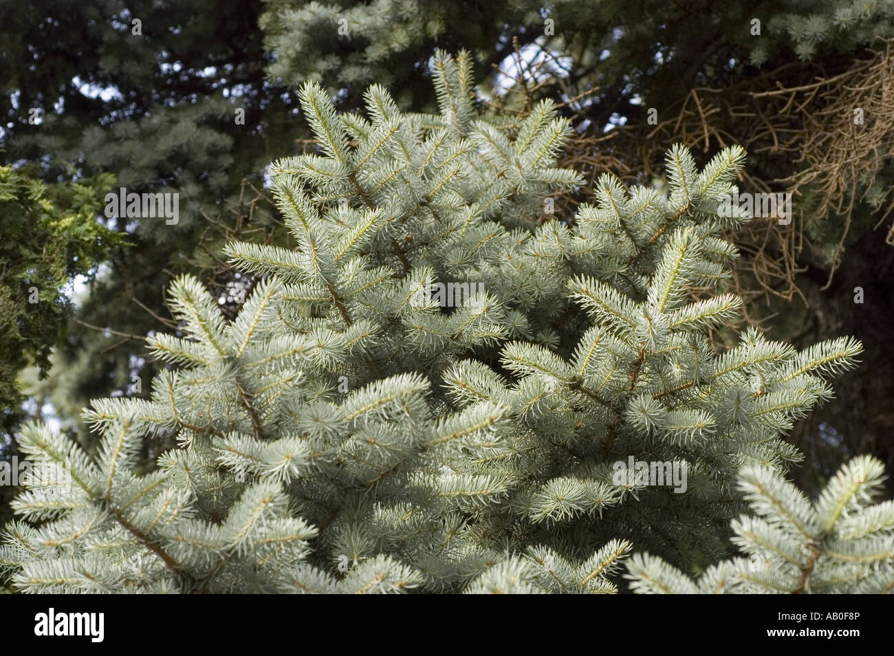 blue spruce - Picea pungens glauca Stock Photo