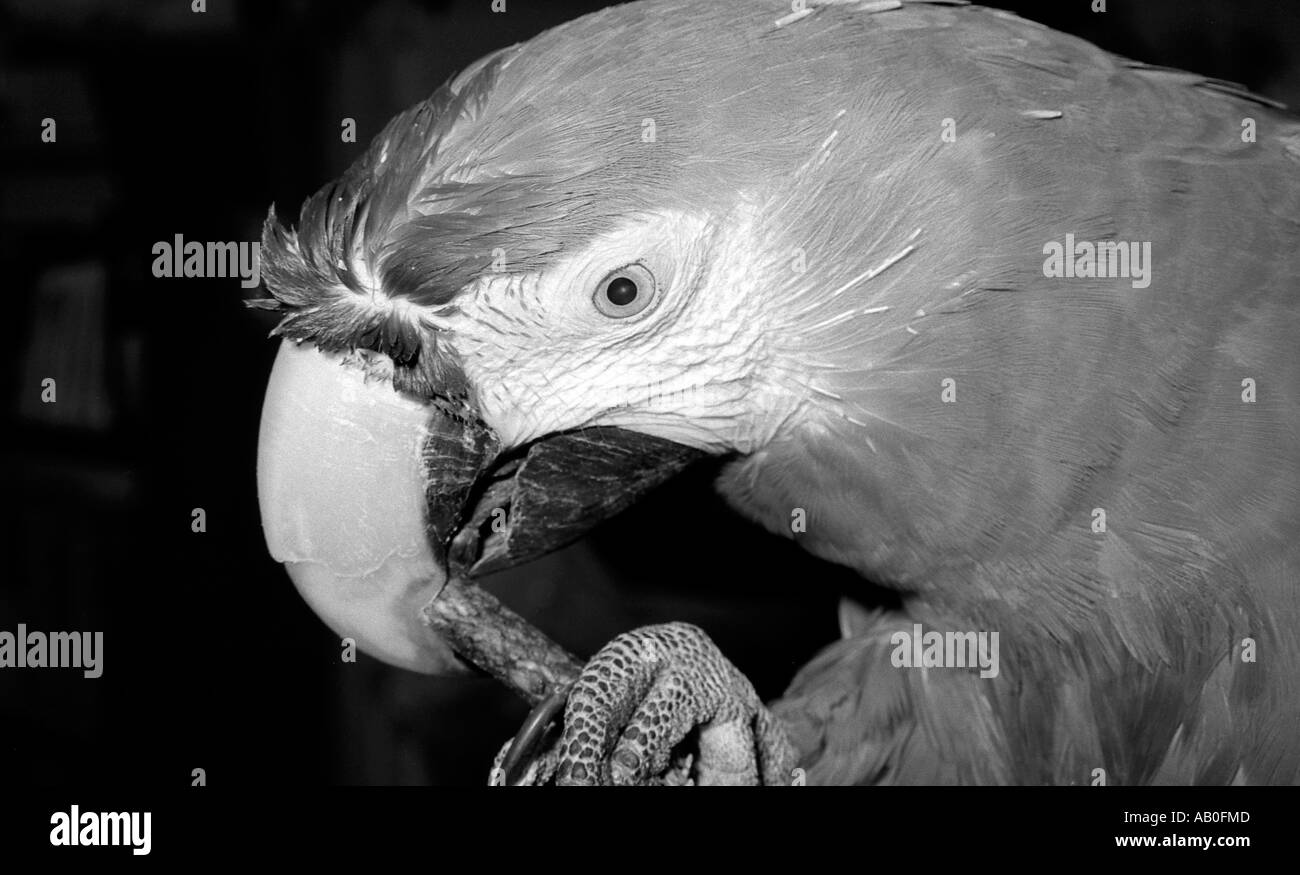 Macaw parrot chewing on stick. Stock Photo