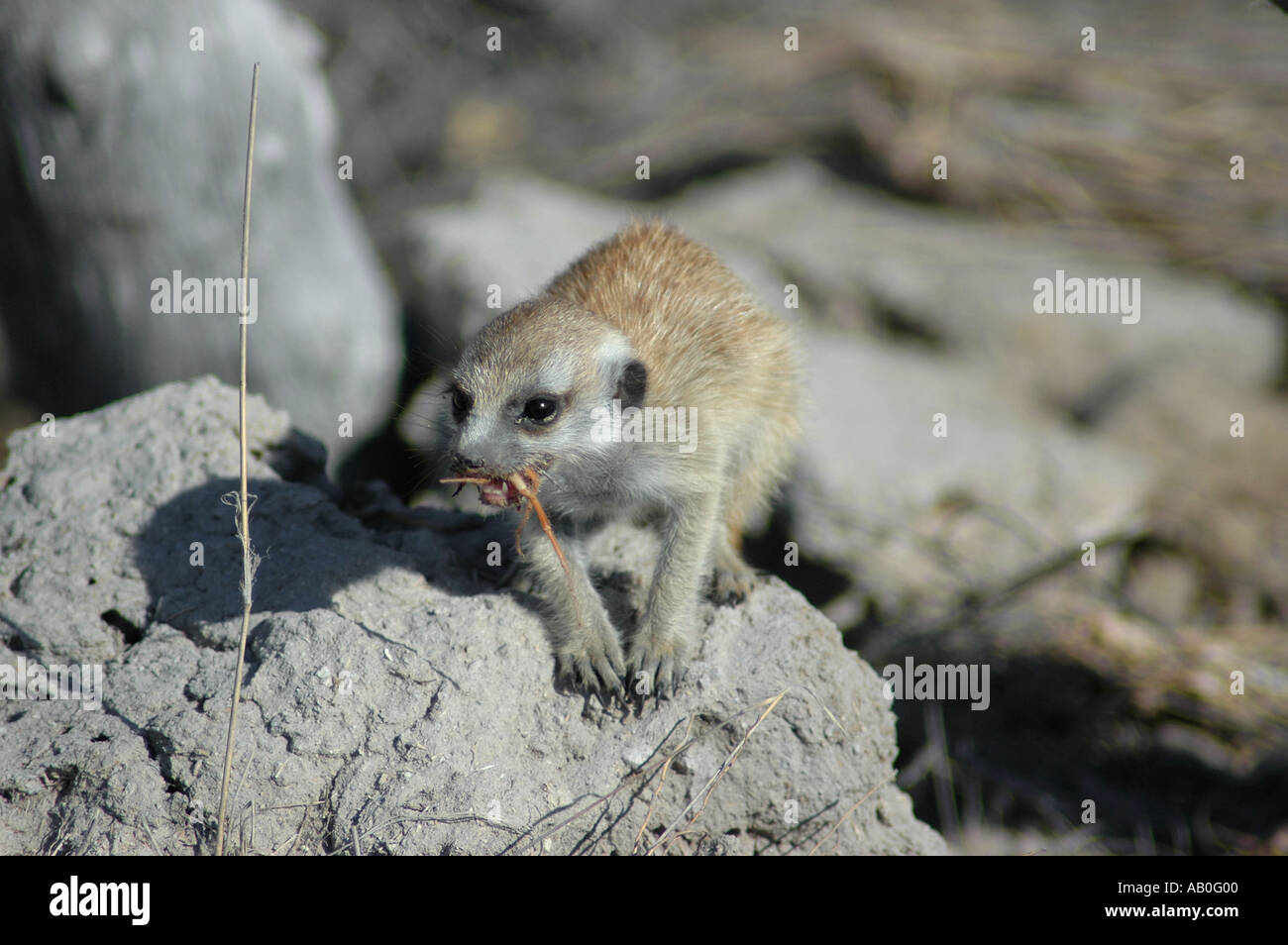 Wild meerkat at Makgadikgadi Kalahari Botswana Stock Photo