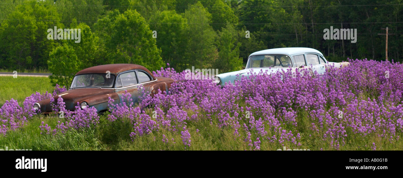 Two old antique cars with flowers growing around them Stock Photo - Alamy