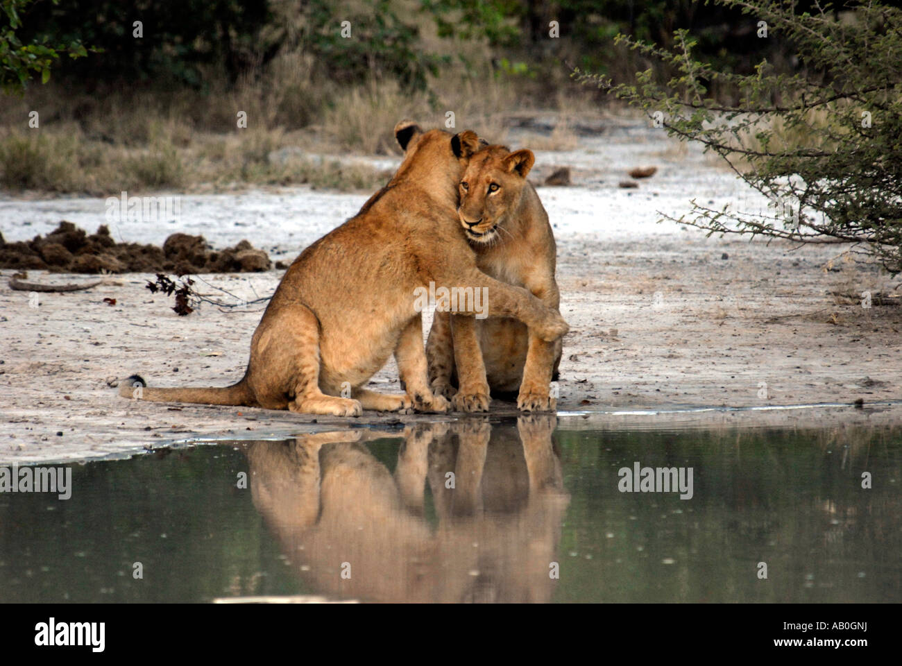Two young lions playing at waterhole Okavango Delta Botswana Southern Africa Stock Photo