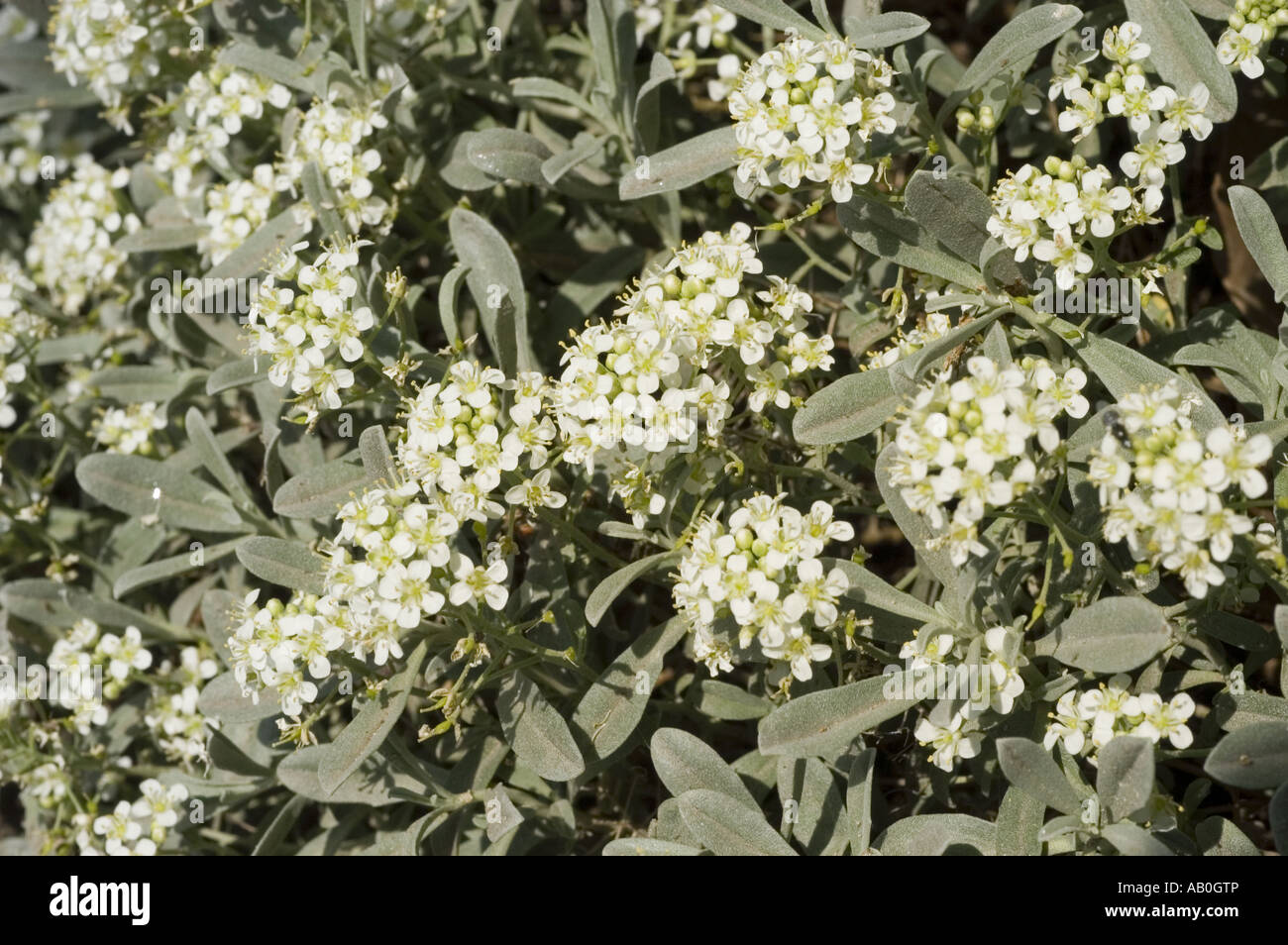 Spring plant - Raupo, bullrush, Cumbungi  - Typhaceae - Typha orientalis Stock Photo
