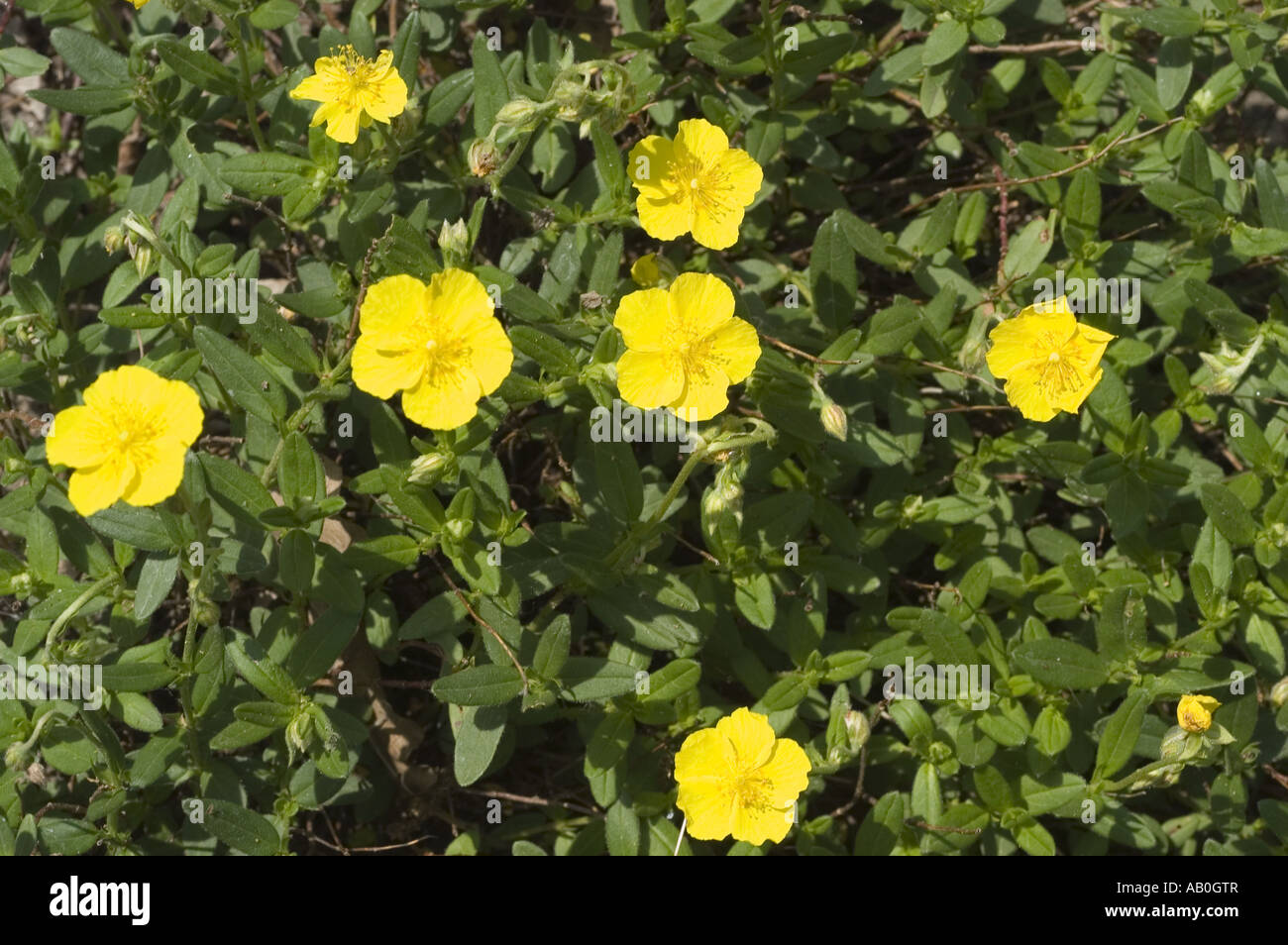 Yellow spring flowers of Common Rockrose or Sun Rose - Cistaceae - Helianthemum nummularium ssp. grandiflorum, Europe Stock Photo