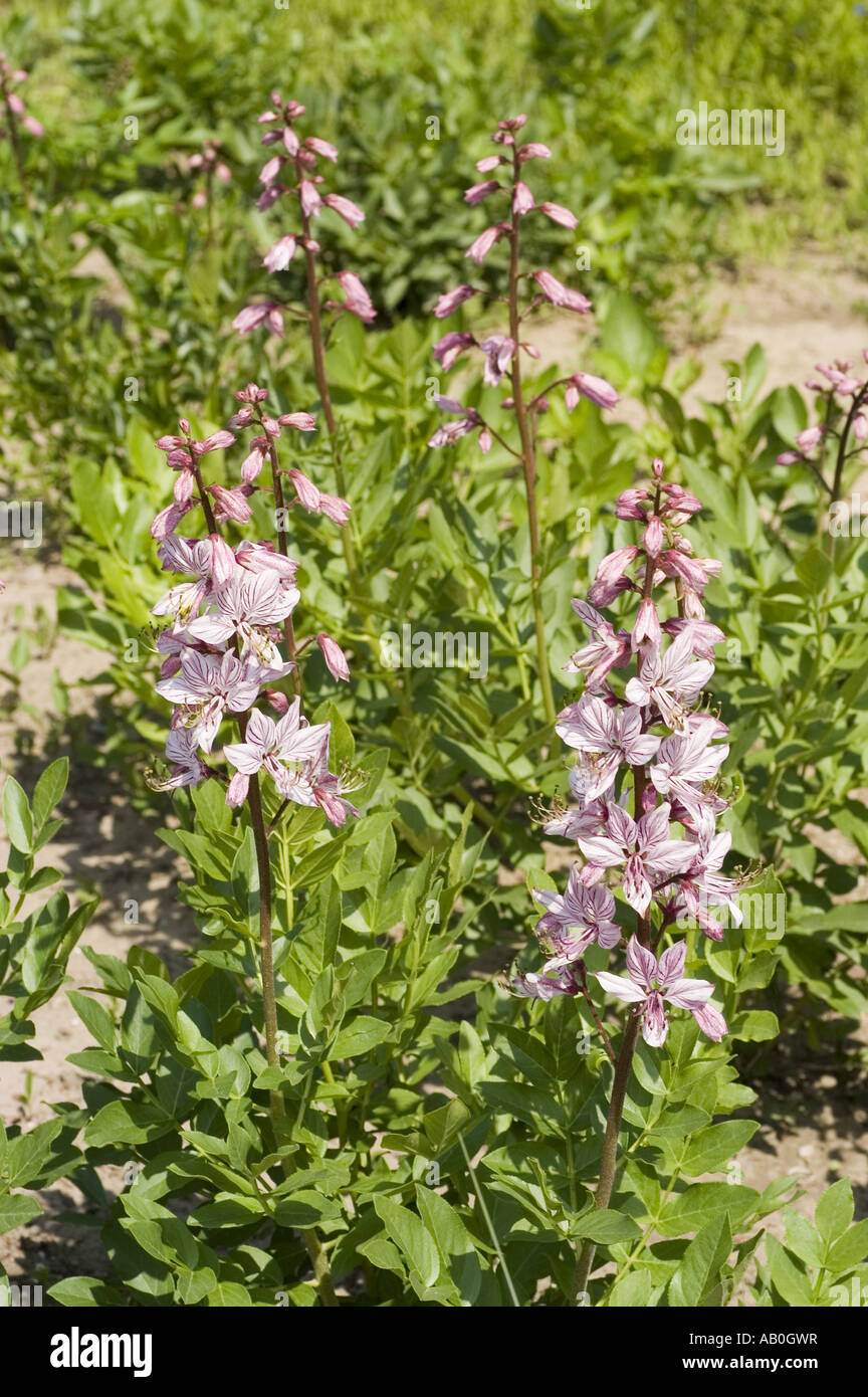 pink violet spring flowers of Medicinal plant Moses burning bush