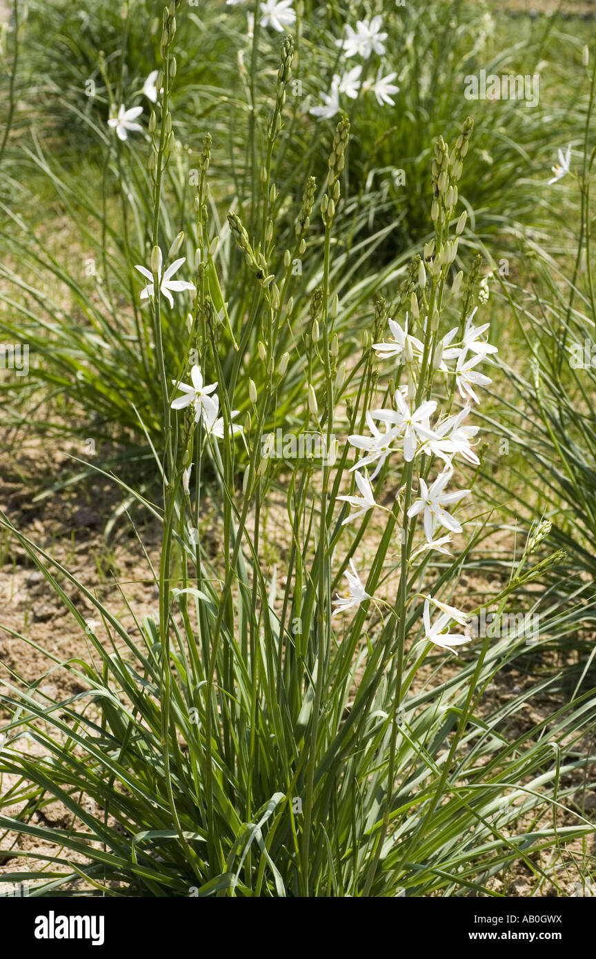 White spring flowers of St. Bernard's Lily - Anthericaceae - Anthericum liliago, Europe Stock Photo