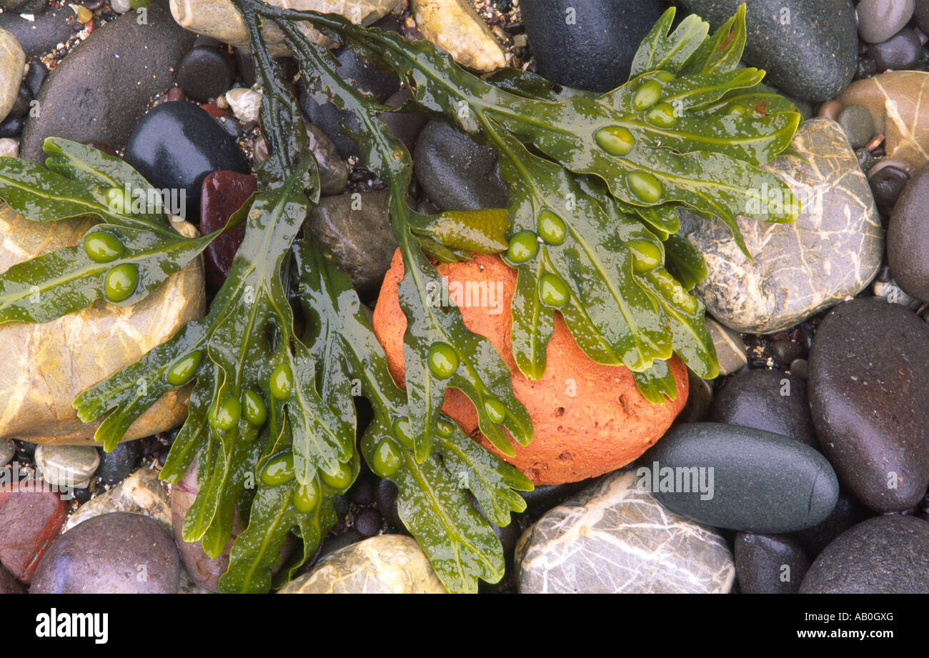 A wet pebbly beach by the sea different coloured pebbles and seaweed on the beach Scottish Borders Scotland UK Stock Photo