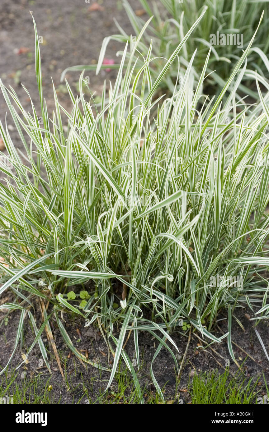 Spring green plant of False oat or onion couch Gramineae