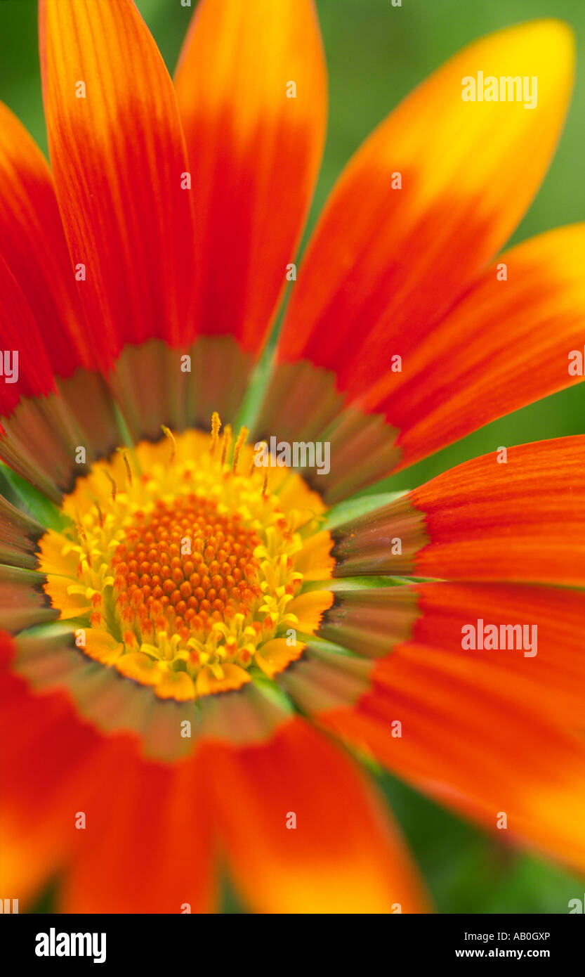 Flowers Gazania Talent Compositae Asteraceae a vigorous perennial with highly ornamented leaves Stock Photo