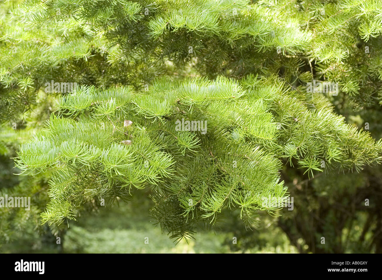 Green needles of Manchurian Fir - Abies holophylla Stock Photo