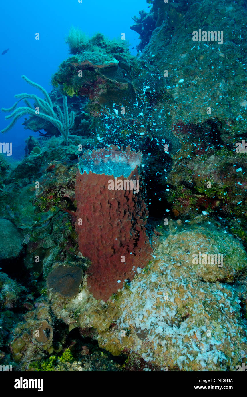 Giant Barrel Sponge spawning on a reef in Little Cayman Stock Photo