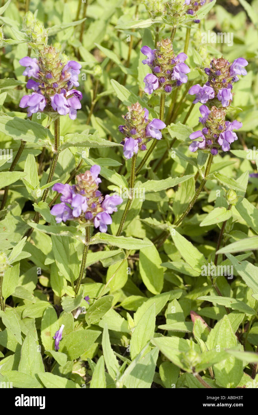 Violet spring flowers of Self Heal, Lamiaceae - Prunella grandiflora Stock Photo