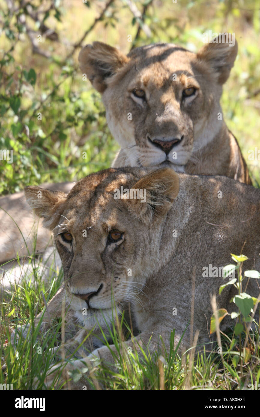 Lions in the Masai Mara Kenya Stock Photo - Alamy