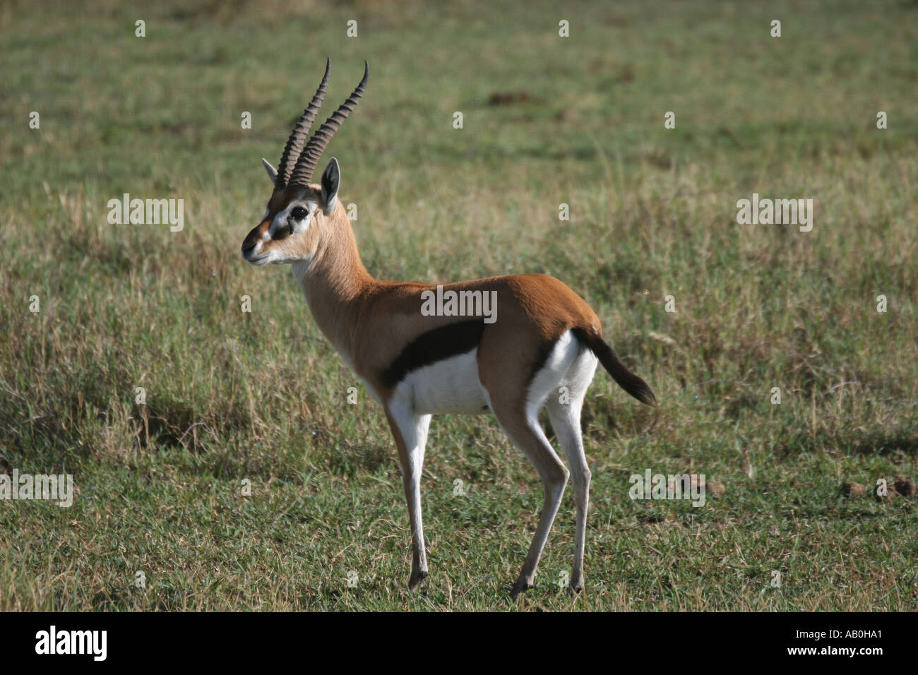 Thompsons Gazelle Masai Mara Kenya Stock Photo - Alamy