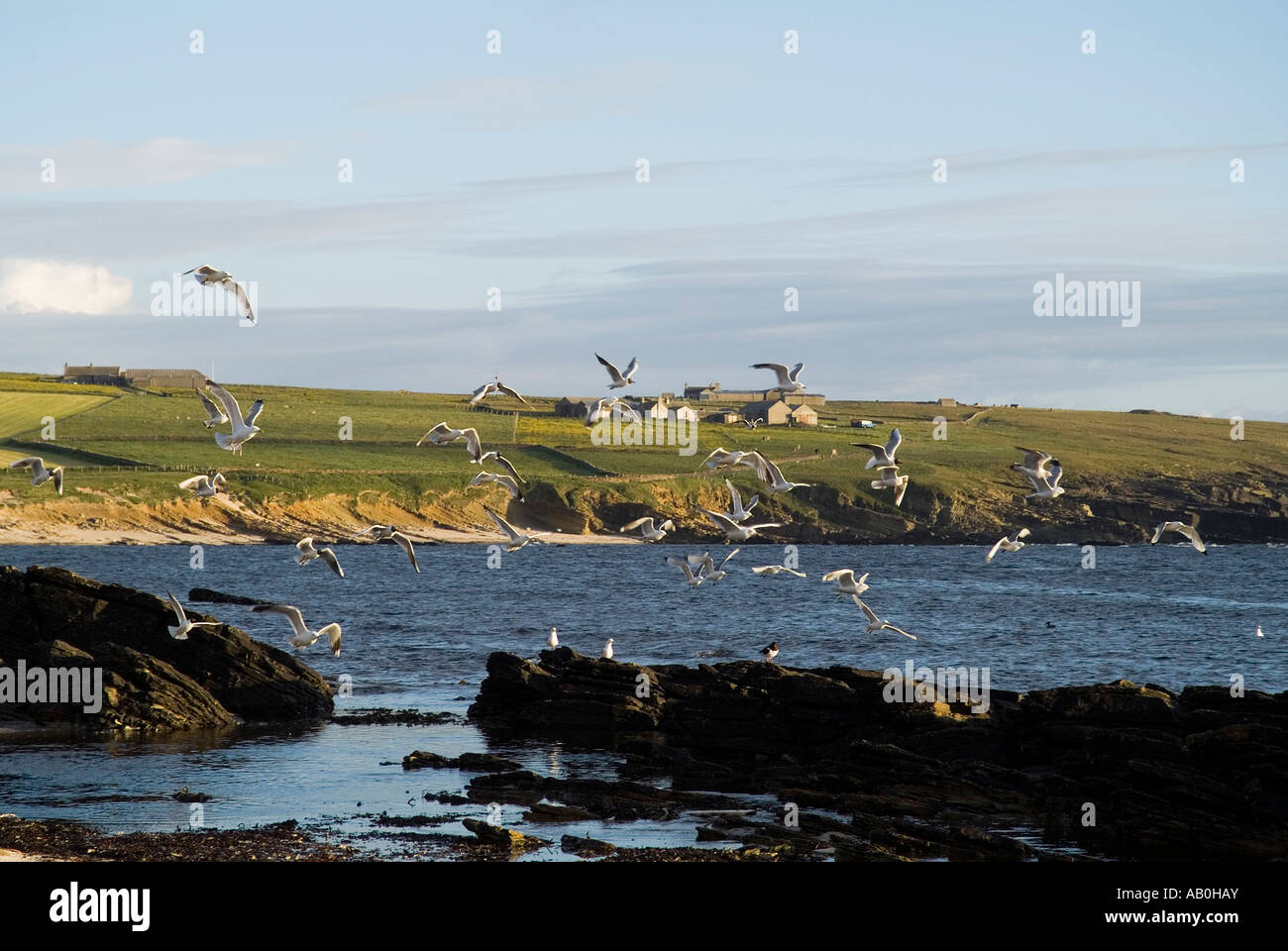 dh Birsay Bay BIRSAY ORKNEY Common gulls seagulls wildlife birds flying off rocky seashore Stock Photo