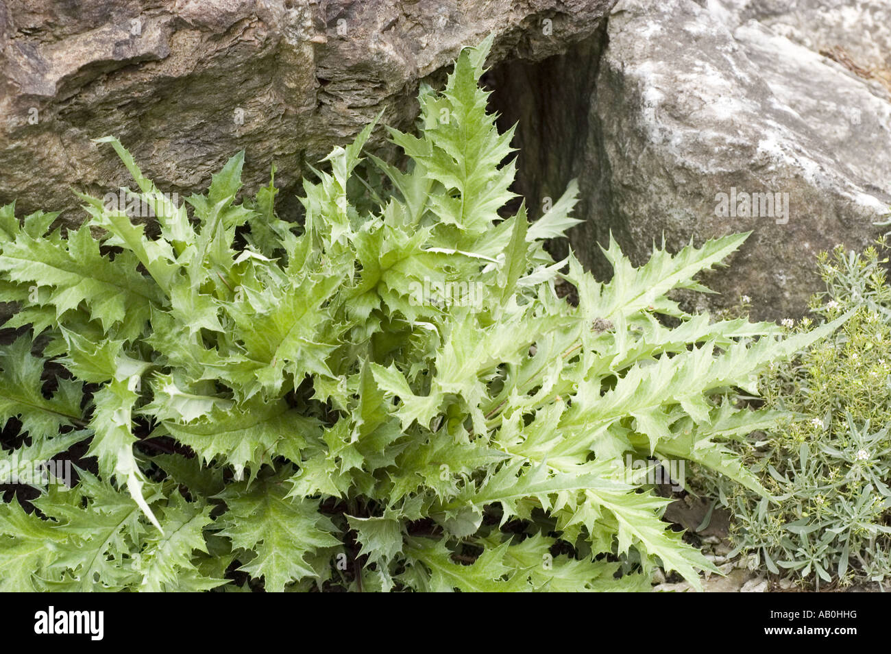 Acanthus Leaved Thistle - Carlina acanthifolia Stock Photo