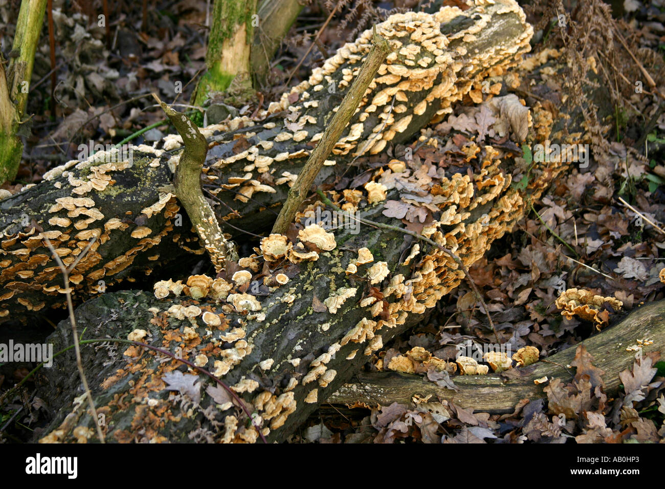 Multitude of small bracket type fungus on rotting tree trunk. Stock Photo