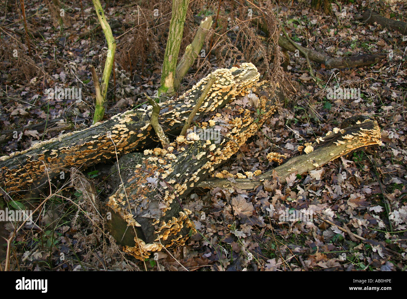 Multitude of small bracket type fungus on rotting tree trunk. Stock Photo