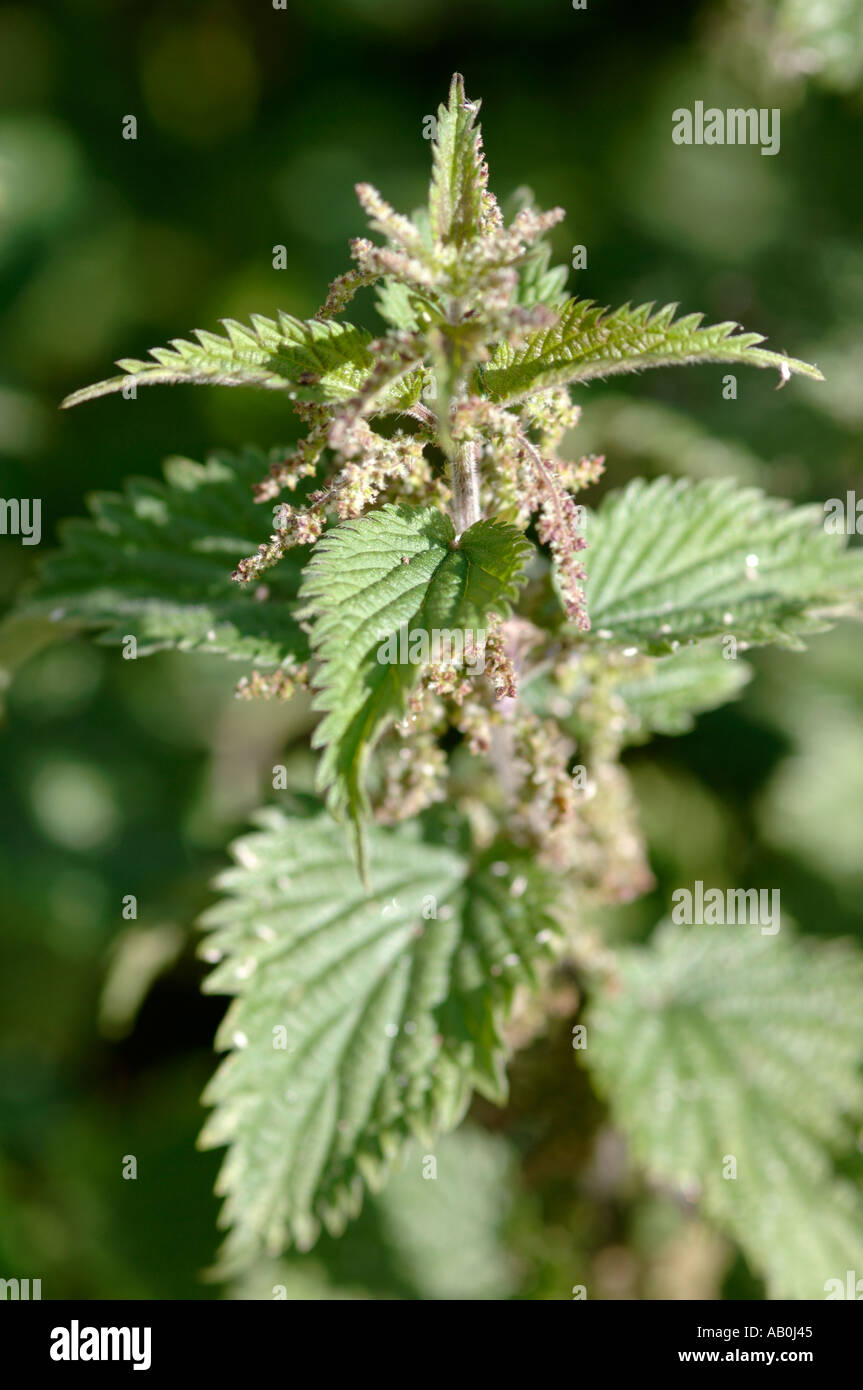 Female stinging nettle in flower Stock Photo Alamy