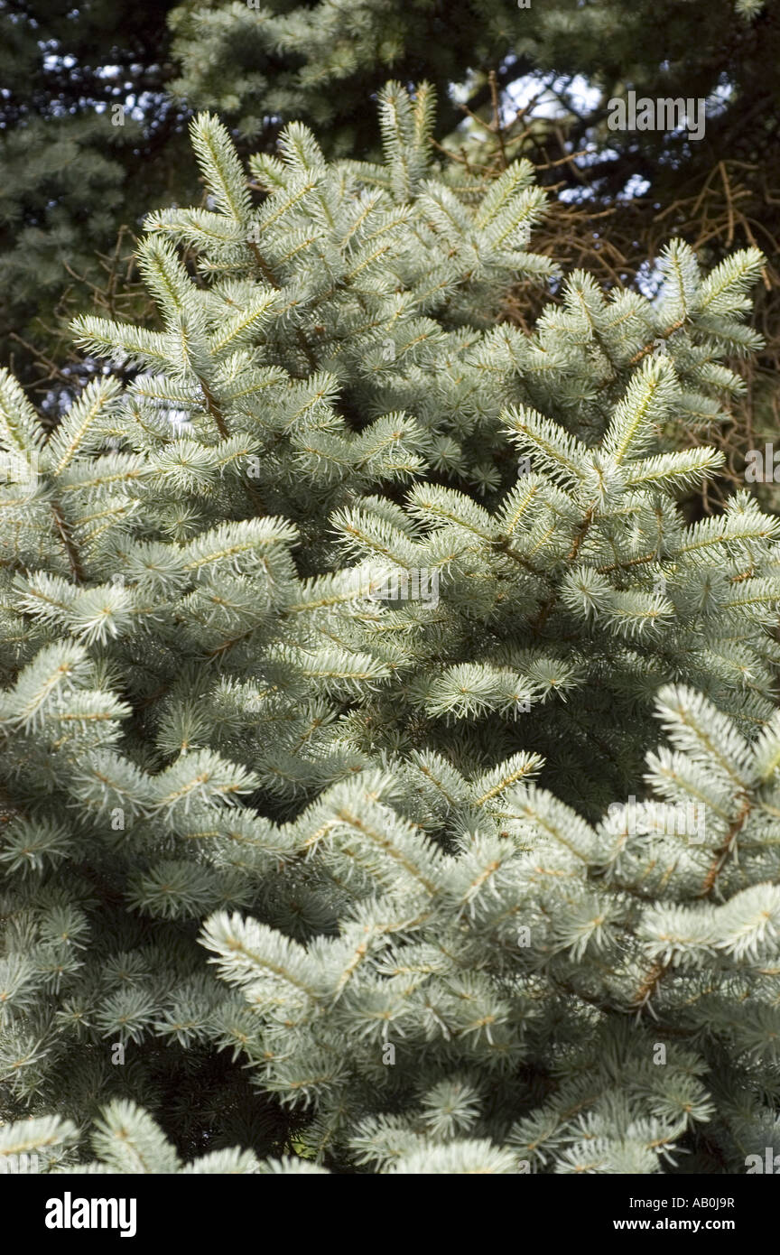 blue spruce - Picea pungens glauca Stock Photo