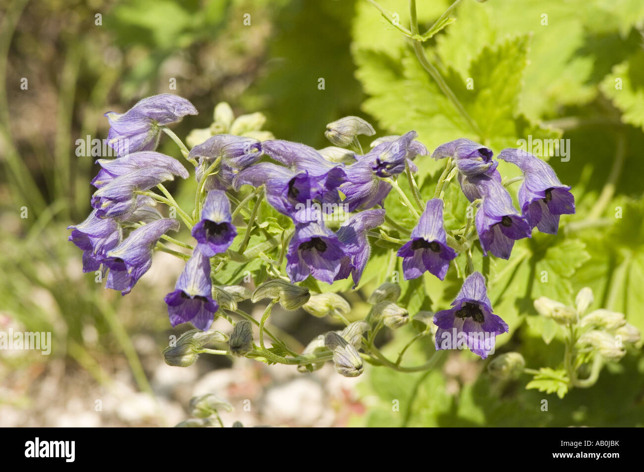 Blue flowers of Rock jasmine -  Primulaceae - Androsace sarmentosa, Himalayas Stock Photo