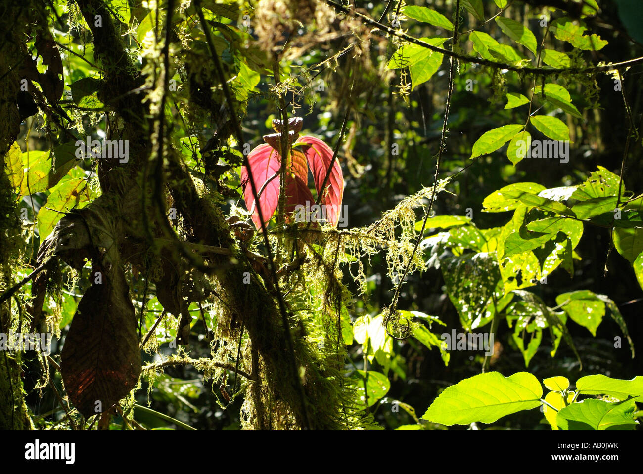 Primary forest in Mindo-Nambillo National Park in Ecuador Stock Photo