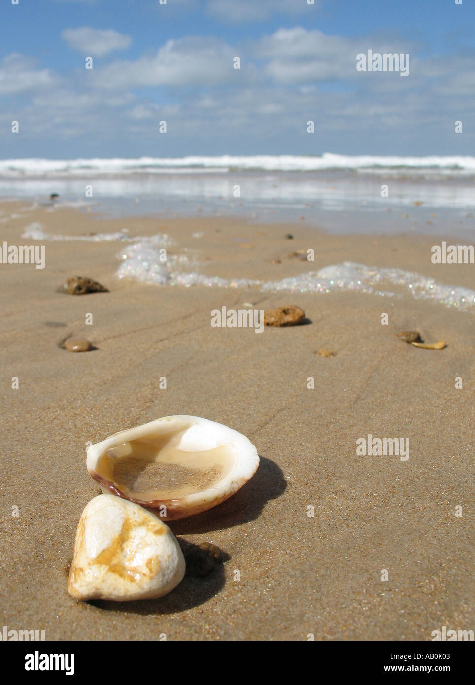 Shellfish in the Sand at the Summer Beach Stock Photo Alamy