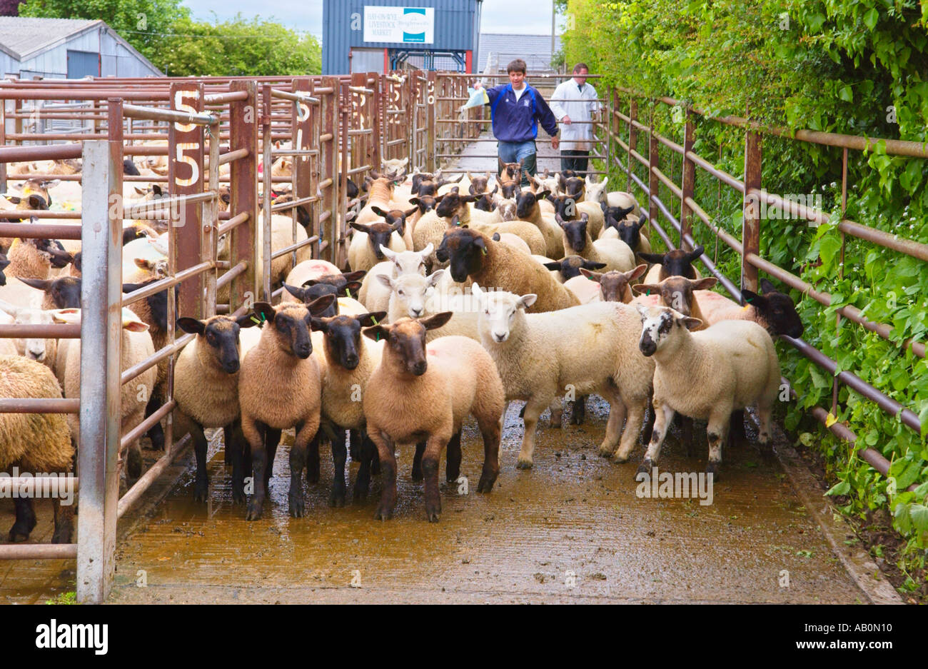 Sheep sale in the livestock market at Hay on Wye Powys Wales UK Stock