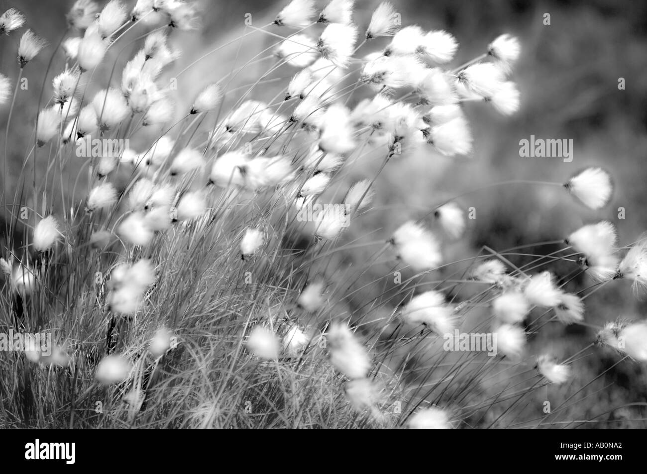 High Contrast Black and White Plant in The Wind Stock Photo
