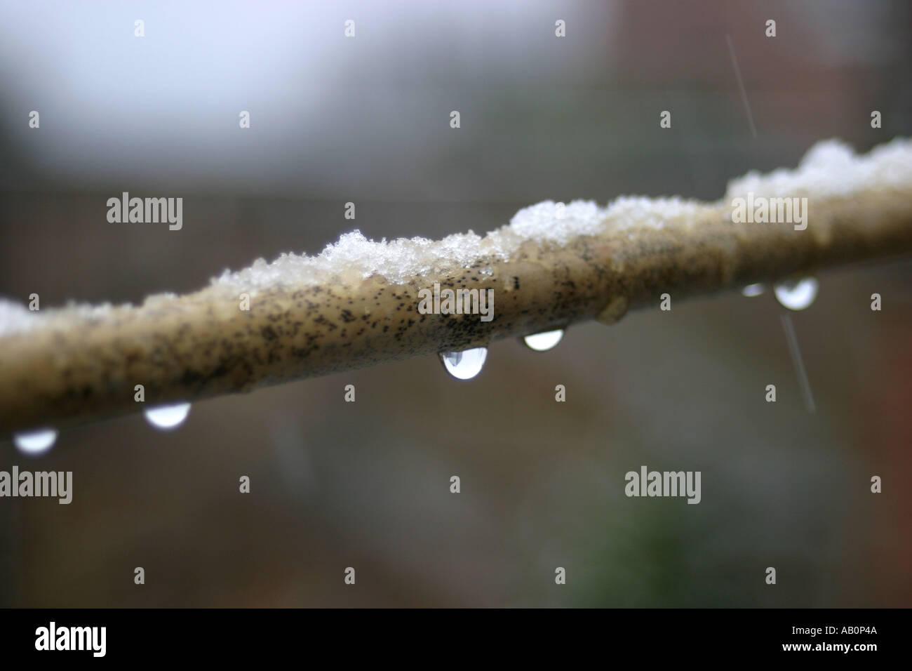 Snow melting on a branch hi-res stock photography and images - Alamy