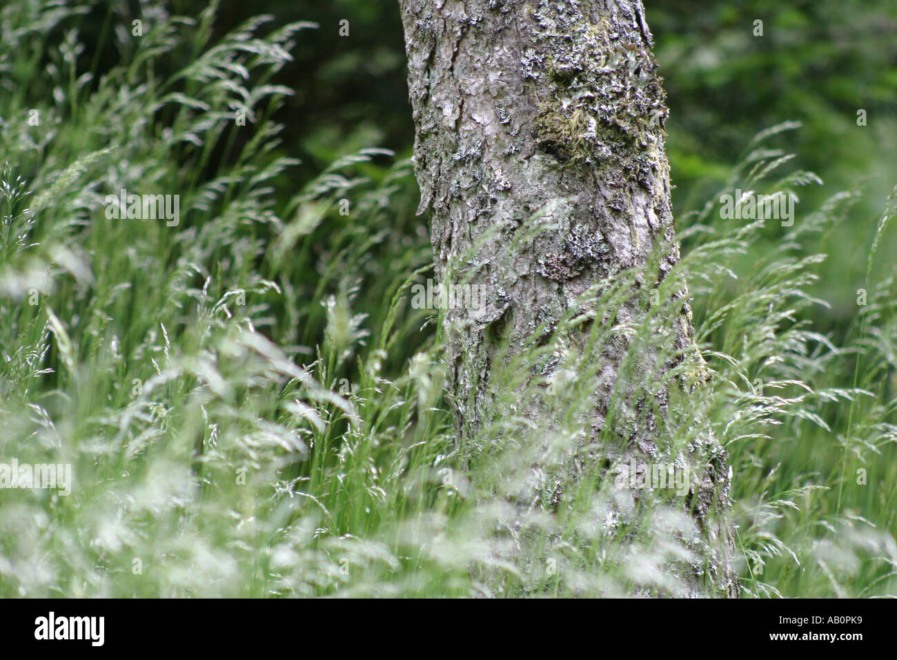 Tree trunk amongst grasses Stock Photo