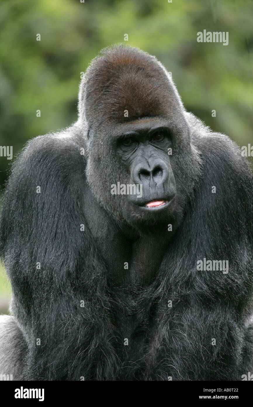 LOWLAND GORILLA Gorilla gorilla Stock Photo