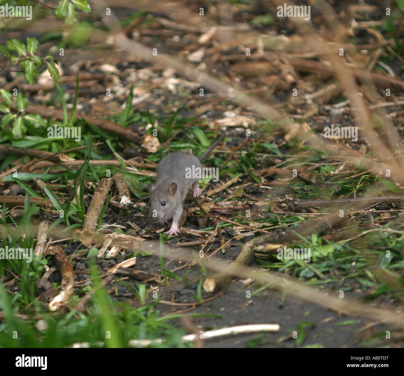 The common rat Rattus norvegicus Stock Photo Alamy
