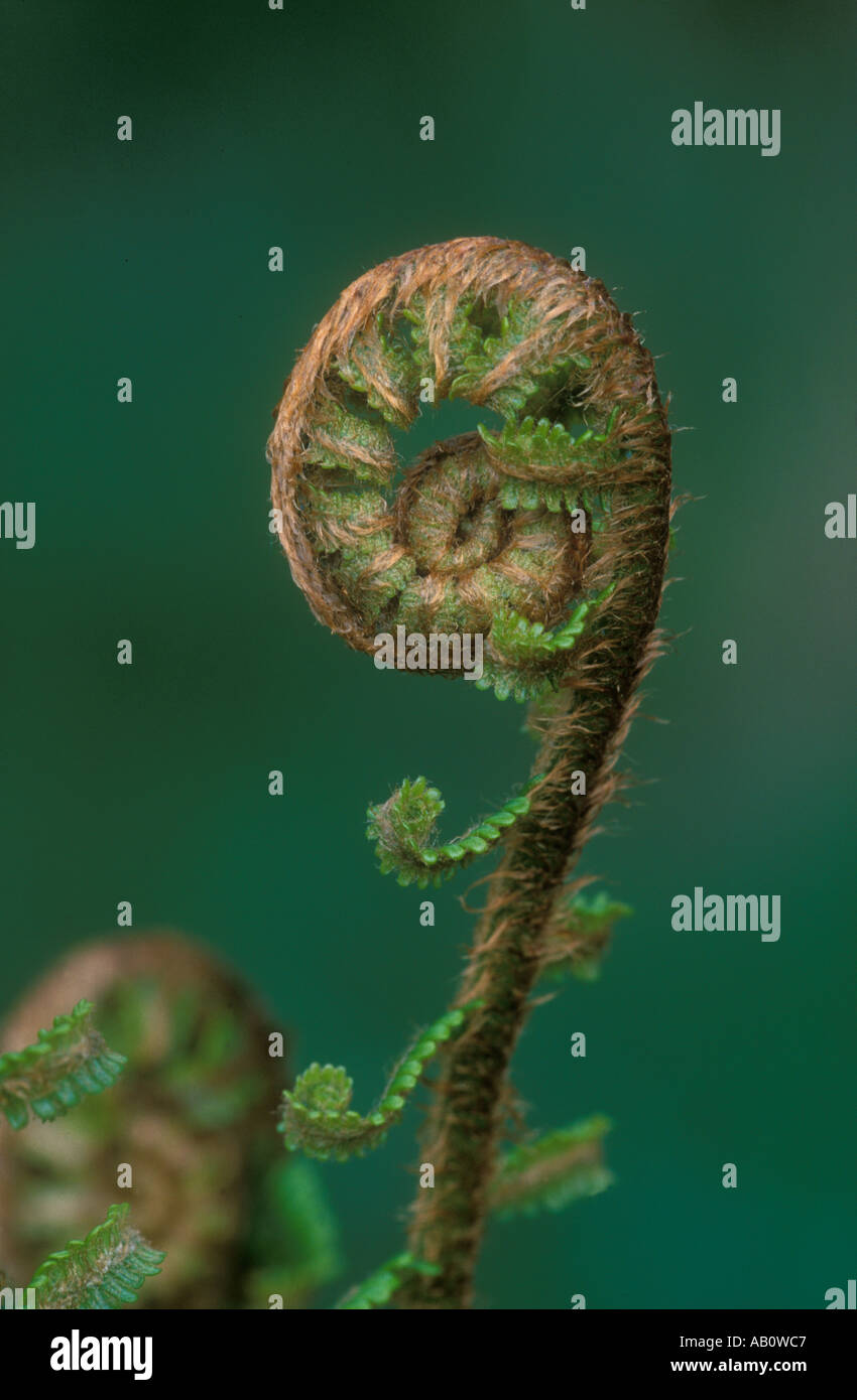 Scaly Male Fern Dryopteris affinis Cumbria Stock Photo