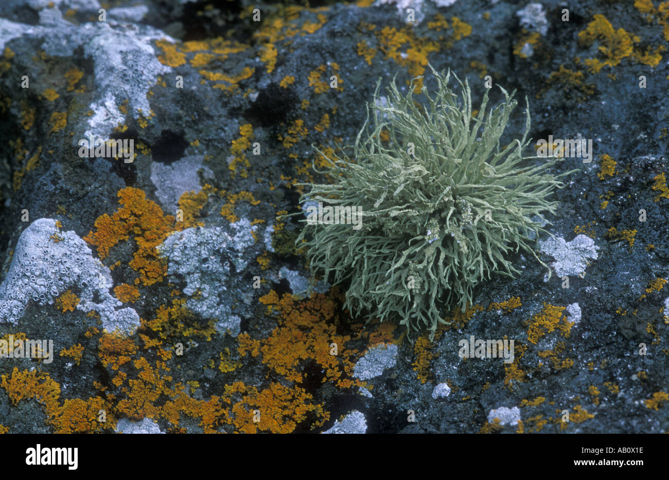 zyx Sea Ivory lichen Isle of Mull Scotland Stock Photo