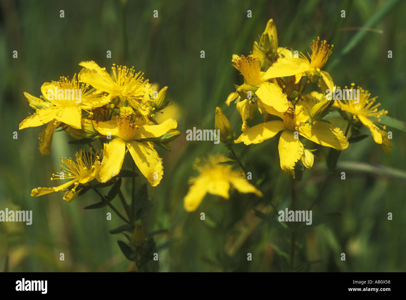 Perforate St Johns Wort Stock Photo - Alamy