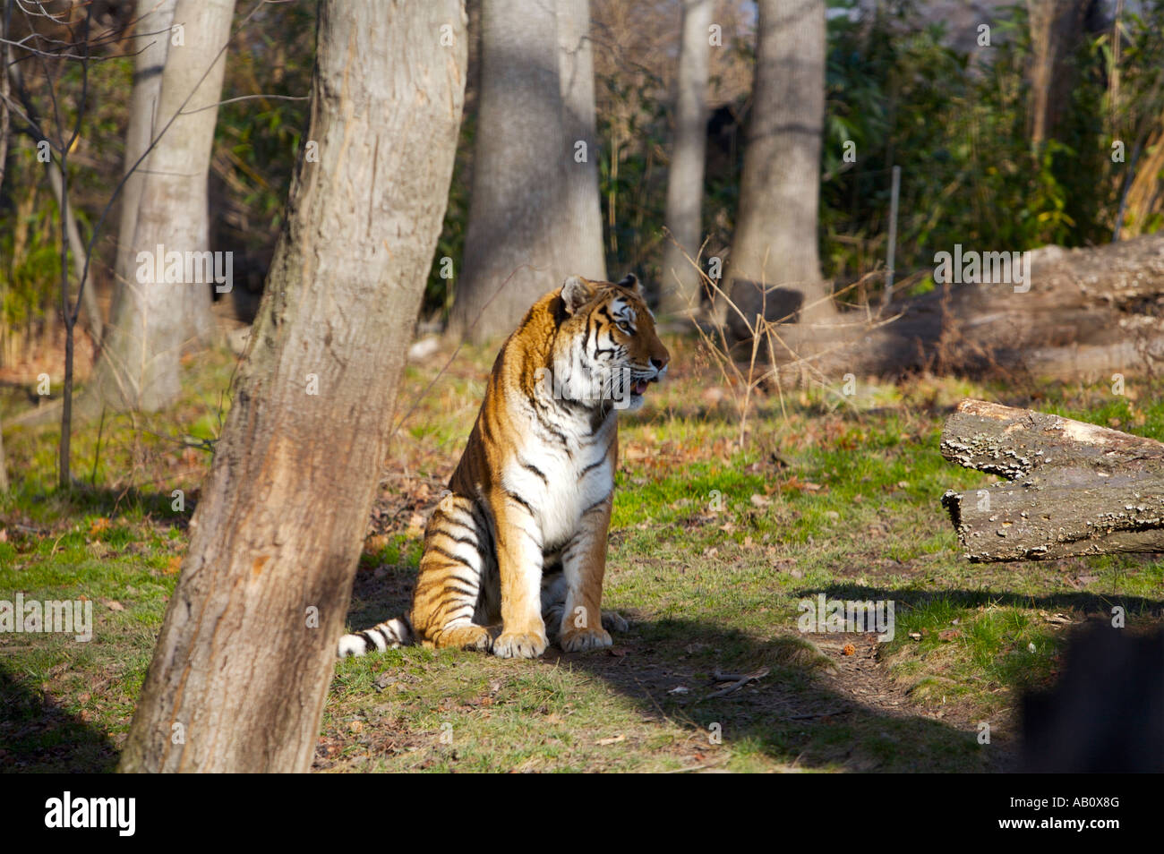 Siberian tiger in the shadow of the tree Bronx Zoo New York USA Stock