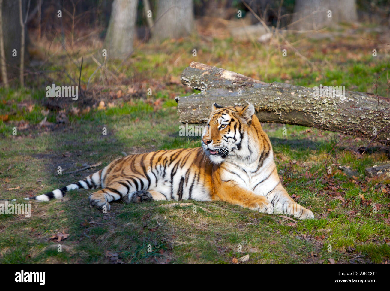 Bronx zoo tiger hi-res stock photography and images - Alamy