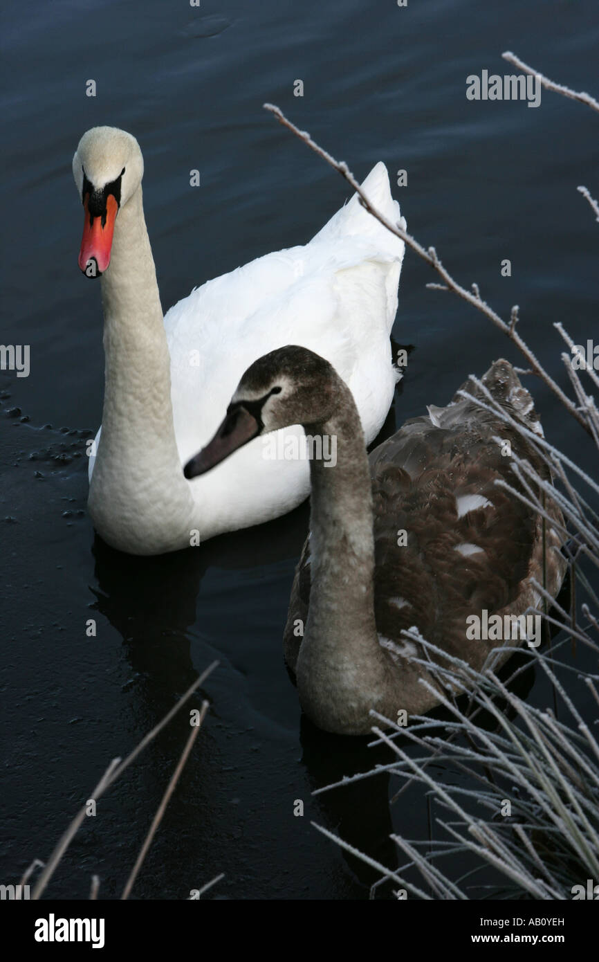 A brilliant white parent swan alongside a cygnet looking in unison towards the camera. Stock Photo