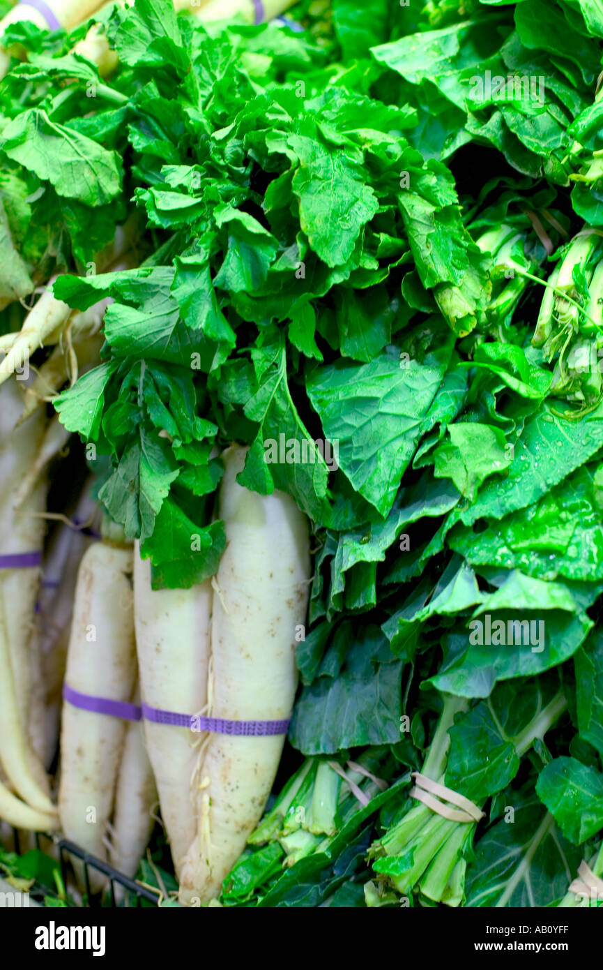 daikon radish oriental chinese japanese korean asian vertical collards