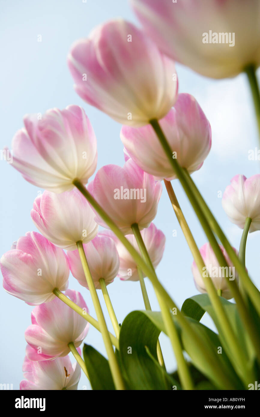 Pink and white Tulips against a soft blue sky Stock Photo - Alamy