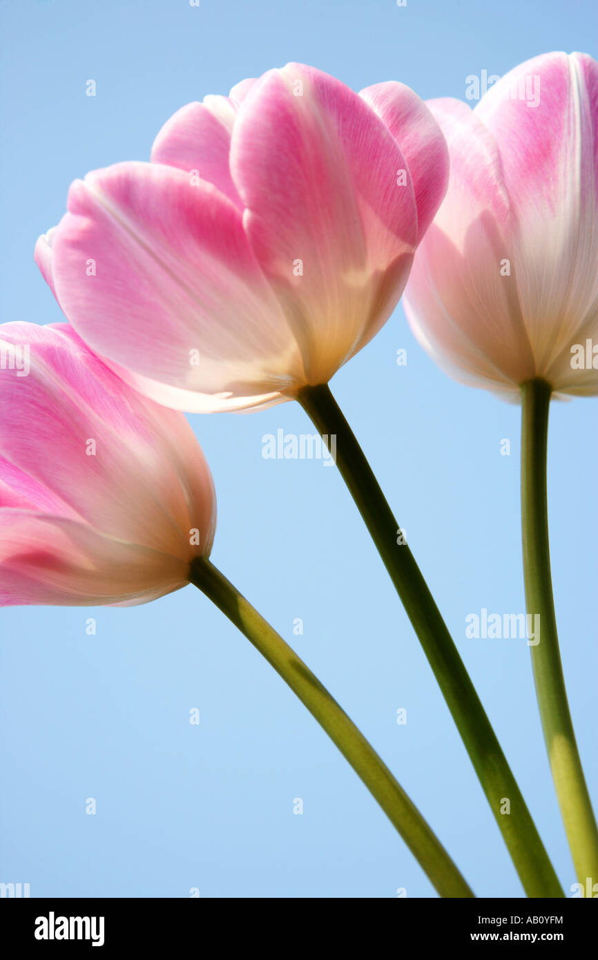 Three pink and white Tulips against a blue sky Stock Photo - Alamy