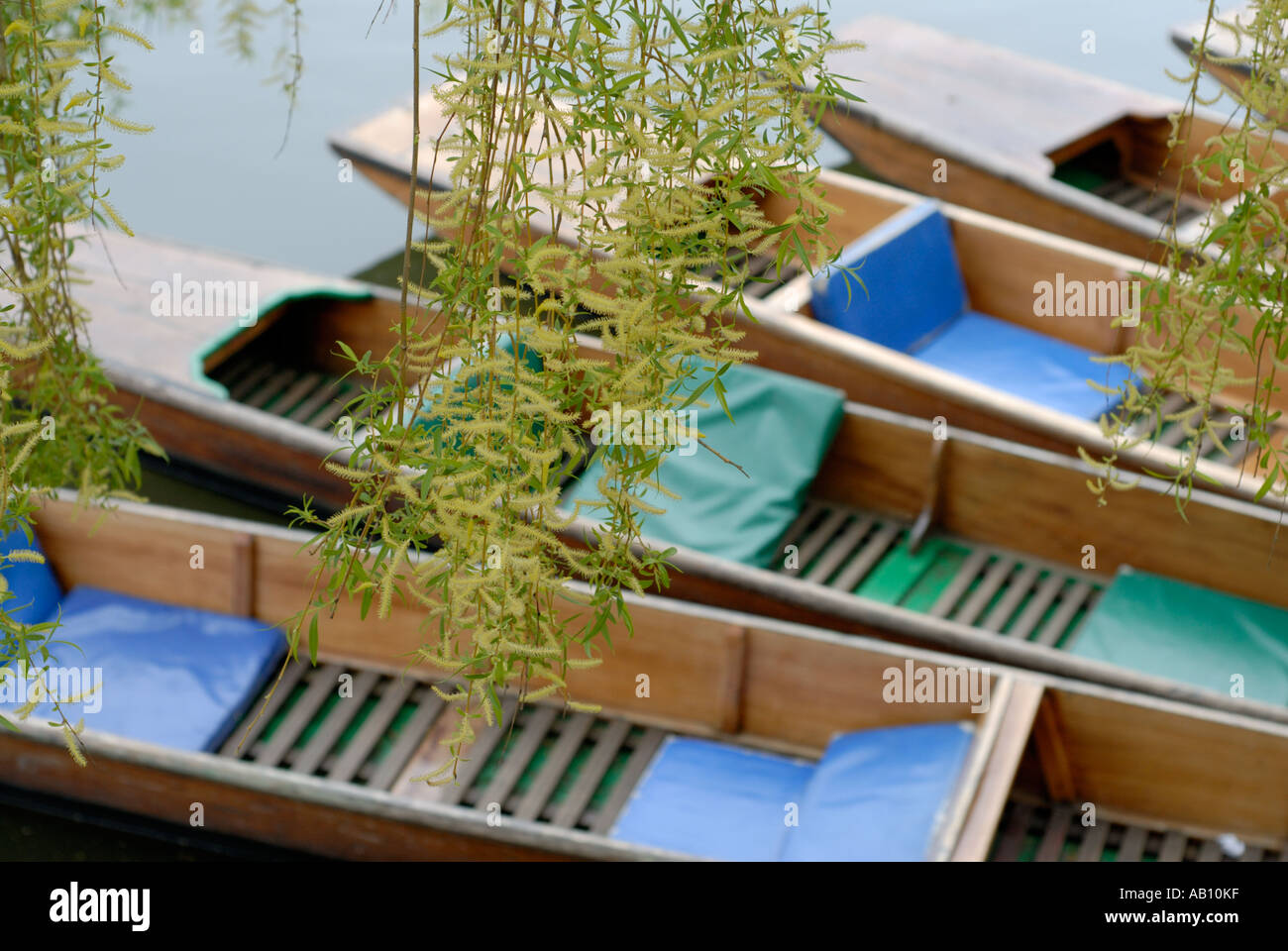 Punts on the River Cam Cambridge UK with willow catkins in the foreground Stock Photo